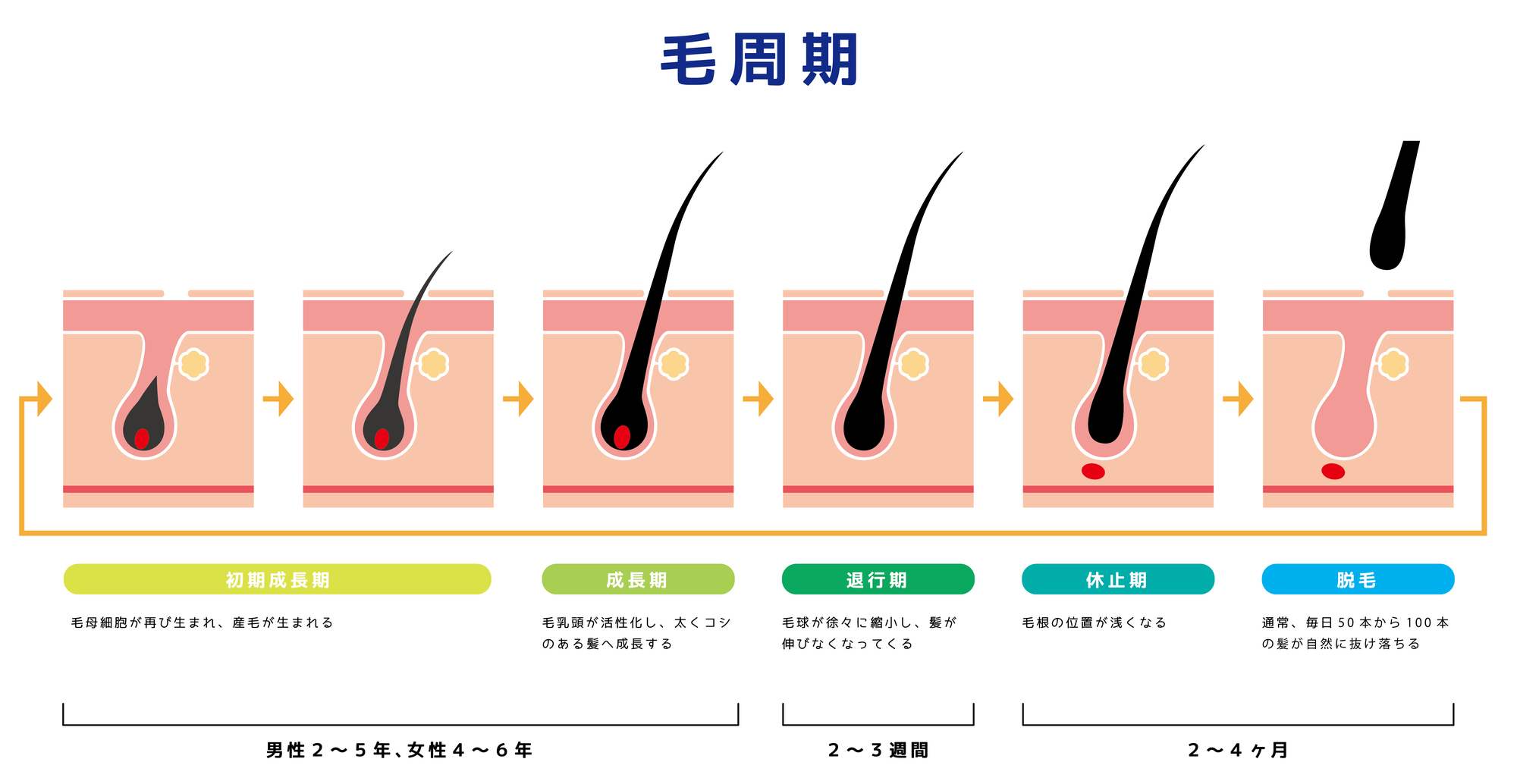 ヘアサイクルの画像